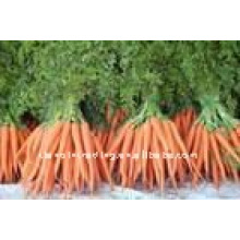 high quality&low price carrots
